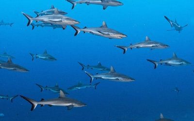 Plonger avec les requins aux Maldives