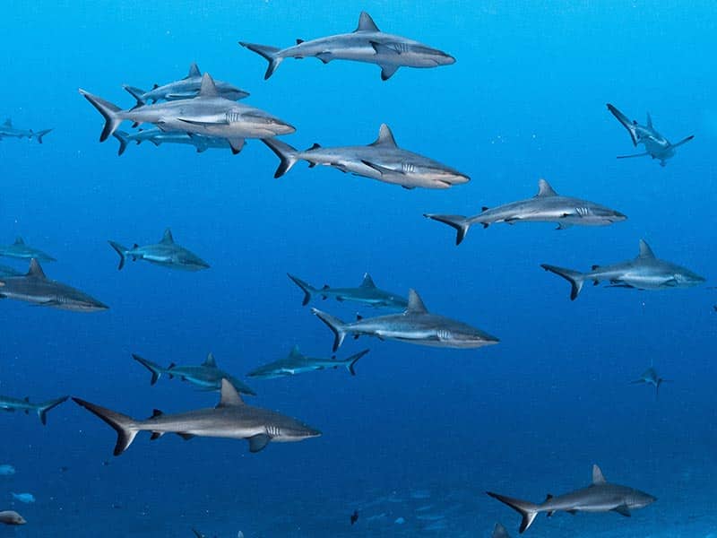 Requins-aux-Maldives-3 requins aux Maldives
