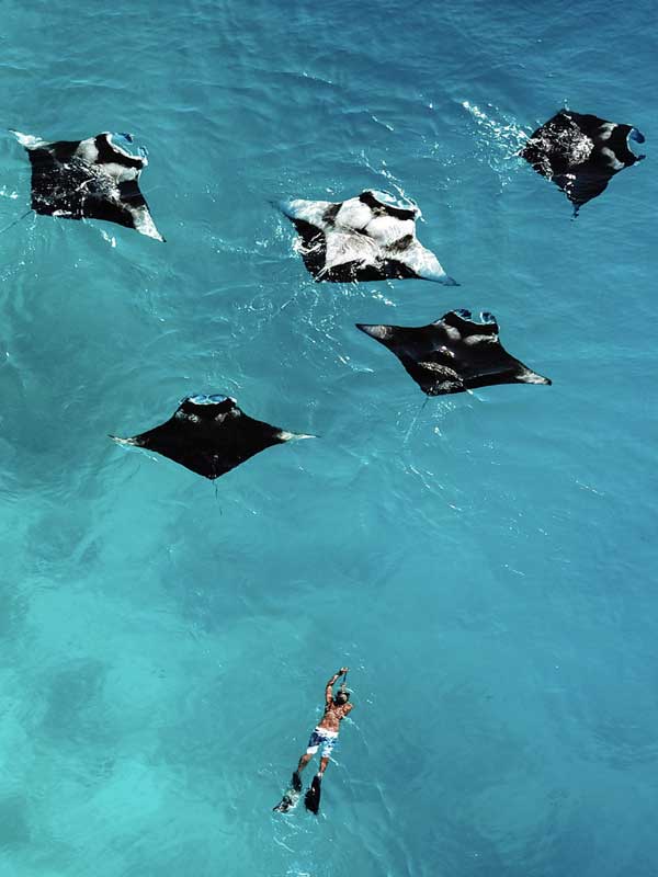snorkeling Maldives avec des mantas