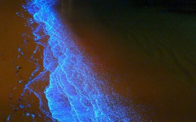 Incredible bioluminescent waves