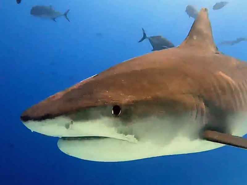 requins-aux-maldives-2 Requins aux Maldives - Requin Tigre