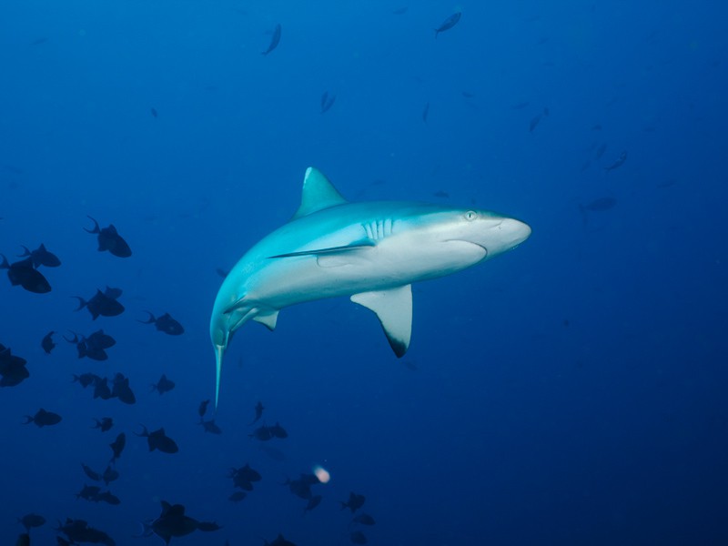 requins-aux-maldives-3 Requins aux Maldives - Requin Gris